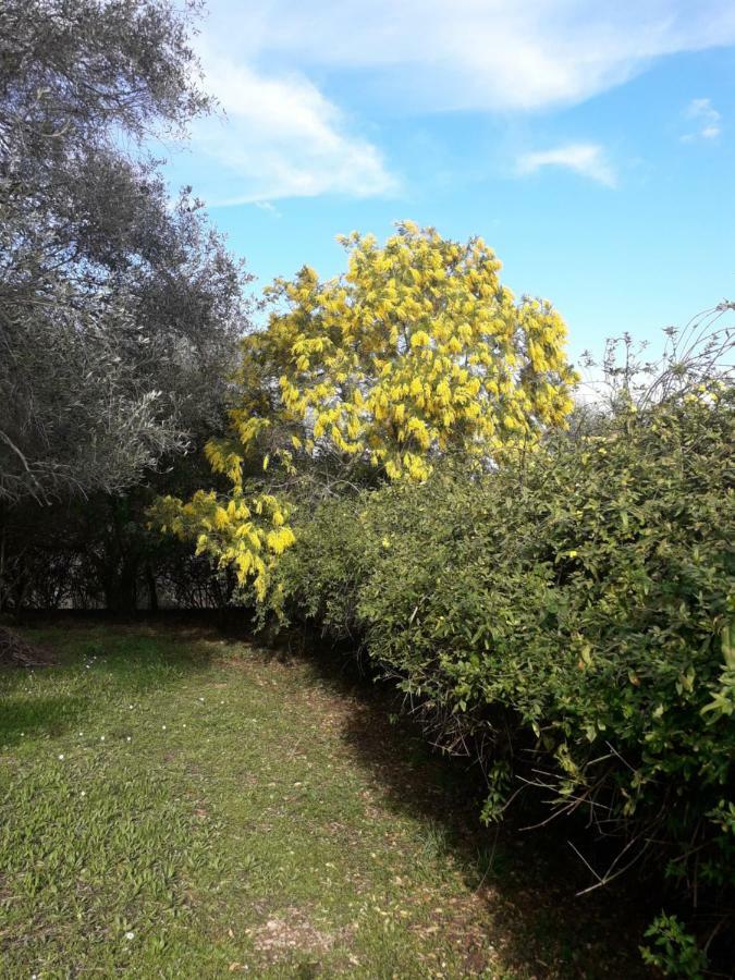 House In The Olive Garden Apartment Agios Ioannis  Bagian luar foto