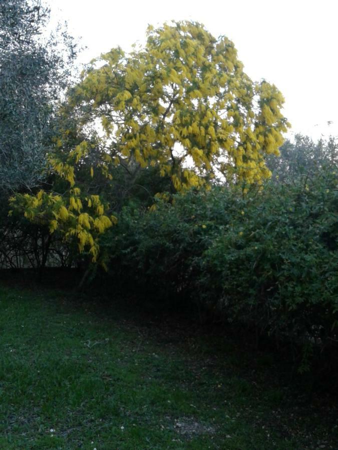 House In The Olive Garden Apartment Agios Ioannis  Bagian luar foto